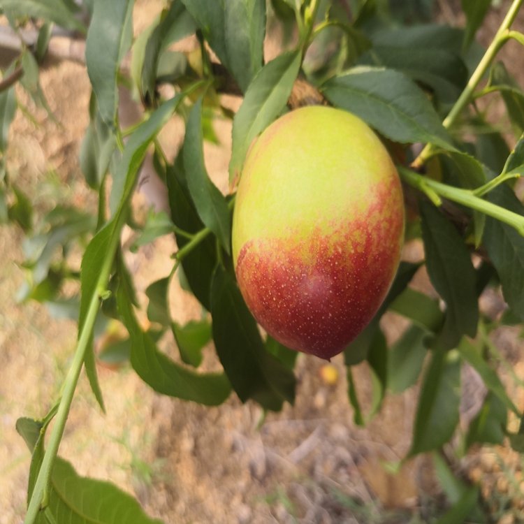瑞硕农业 中油27号油桃 中油27号油桃批发