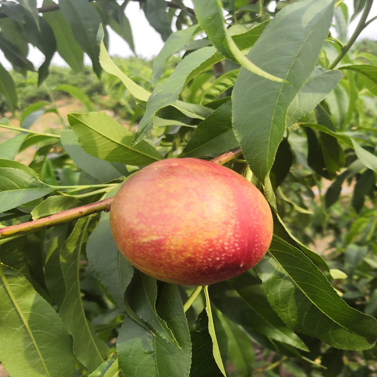 瑞硕农业 中油27号油桃 中油27号油桃种植技术