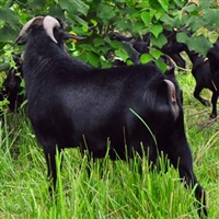 想养湘美黑山羊,养殖一组投资成本与利润