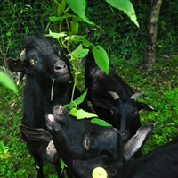 湖南湘美黑山羊养殖基地  我想养湘美黑山羊，但我没有放牧条件，请教老师可以圈养不