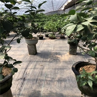 温室大棚专用防草布 种黄茶基地防草布价格 锦旺销售 50公分果园抑草布