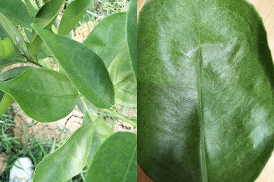 打柑橘红蜘蛛有哪些药水可以用(打柑橘红蜘蛛特效药)
