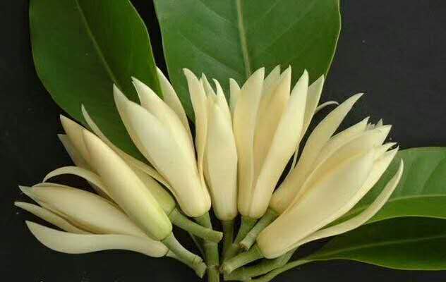 四川苗木批发贵州黄角兰苗苗场直销