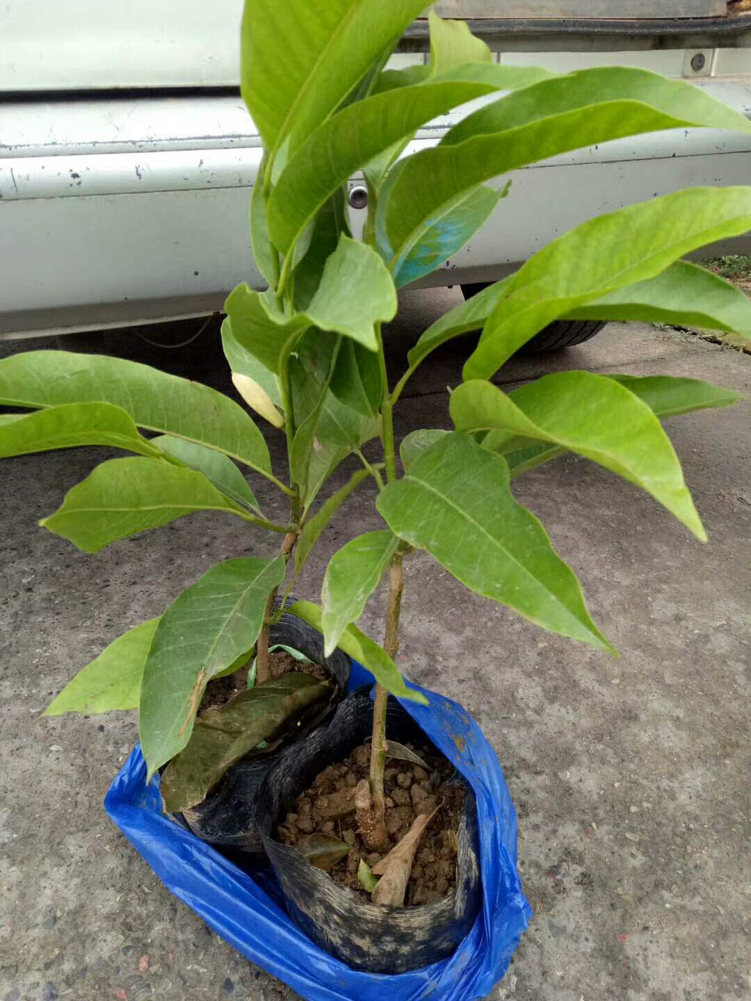 湖北黄角兰苗 厂家批发  美州农业