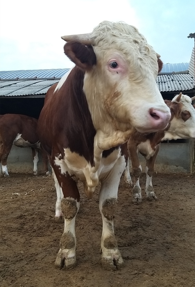 2021年西门塔尔牛犊出售价格吉林宏图牛业