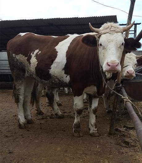 四个月西门塔尔牛苗价格 紫红花体型大的