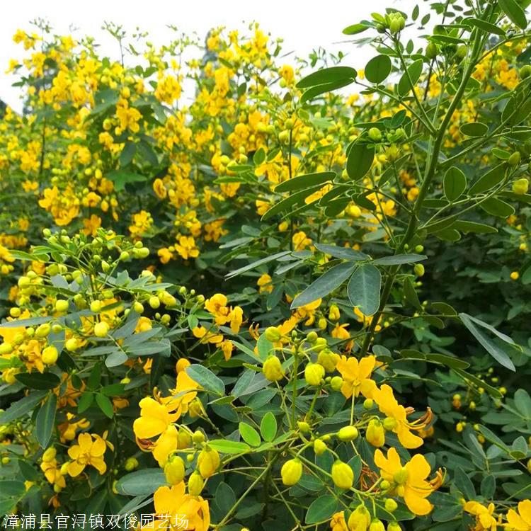 供应黄花槐小苗 福建黄花槐袋苗 道路绿化苗木黄花槐