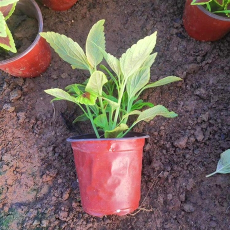 二月兰盆栽苗青州二月兰价格基地种植量大优惠