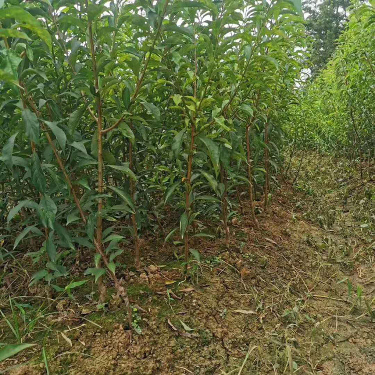 蜂糖李子苗六马蜂糖李子苗批发价格口碑商家