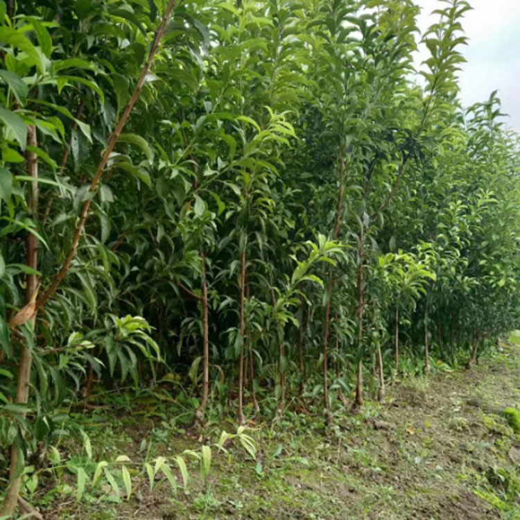 李子树苗批发价格蜂糖李苗批发基地