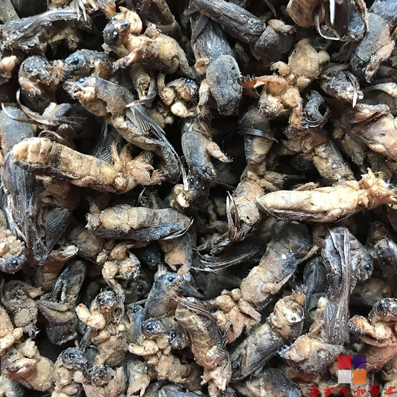 中药材蝼蛄价格蝼蛄虫批发