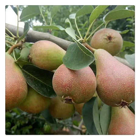 青脆李子苗,晚熟青脆李苗厂家直售