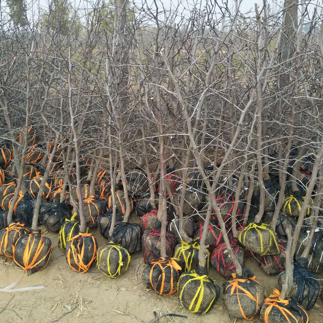 蟠枣苗山东蟠枣树苗价格