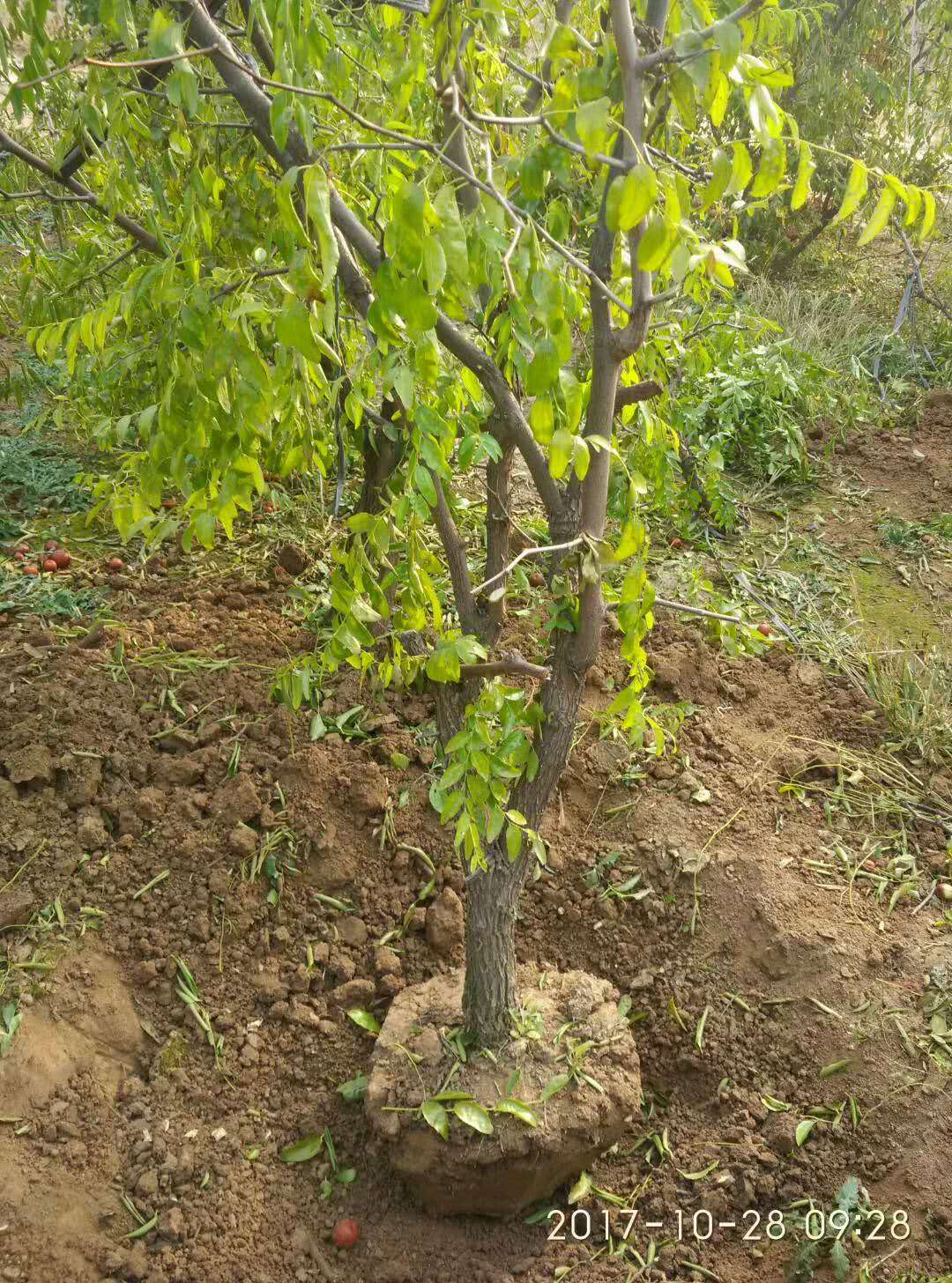 蟠枣苗山东蟠枣树苗价格