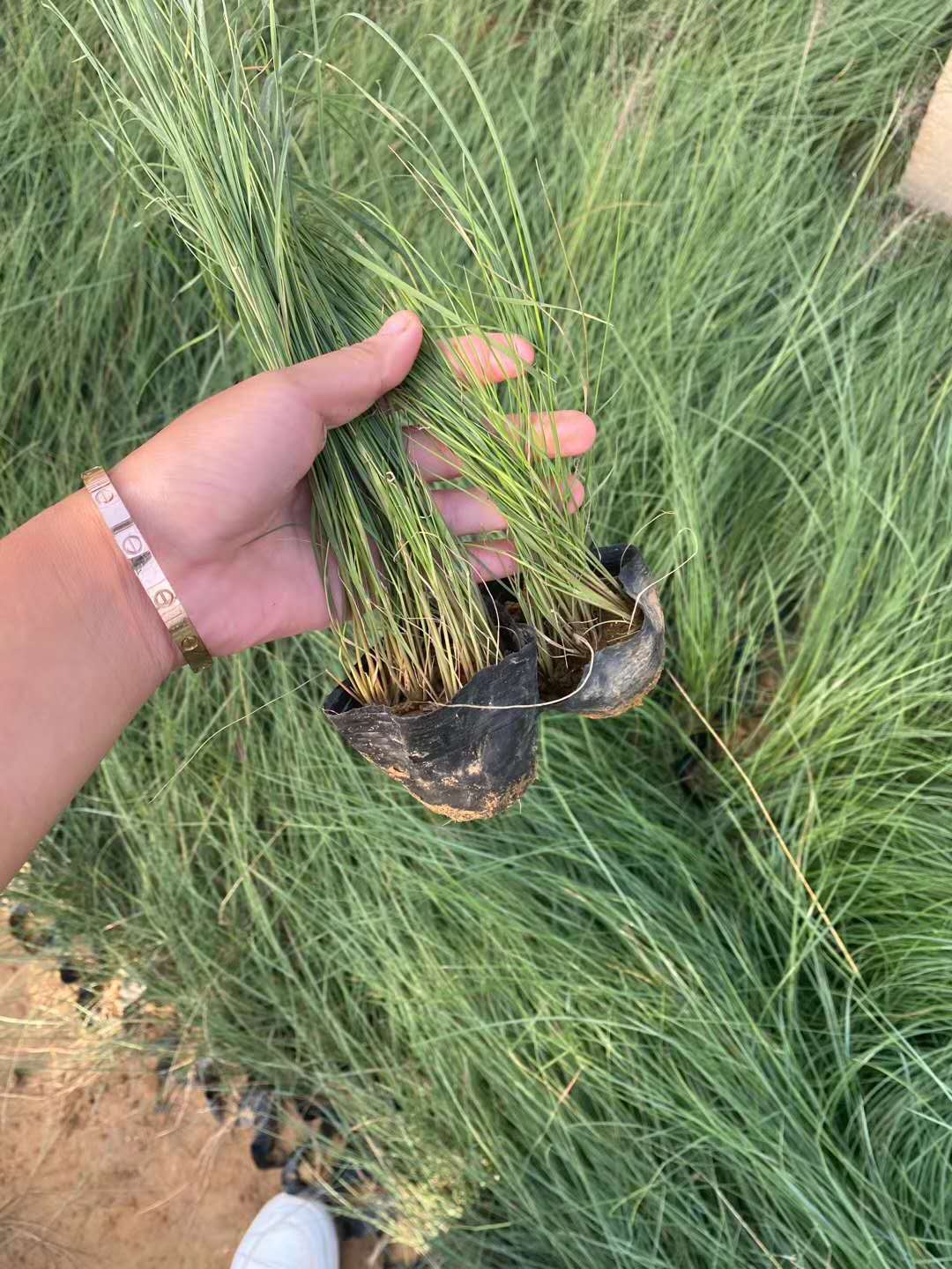 银川粉黛乱子草苗基地供应 志雅花卉粉黛乱子草种苗