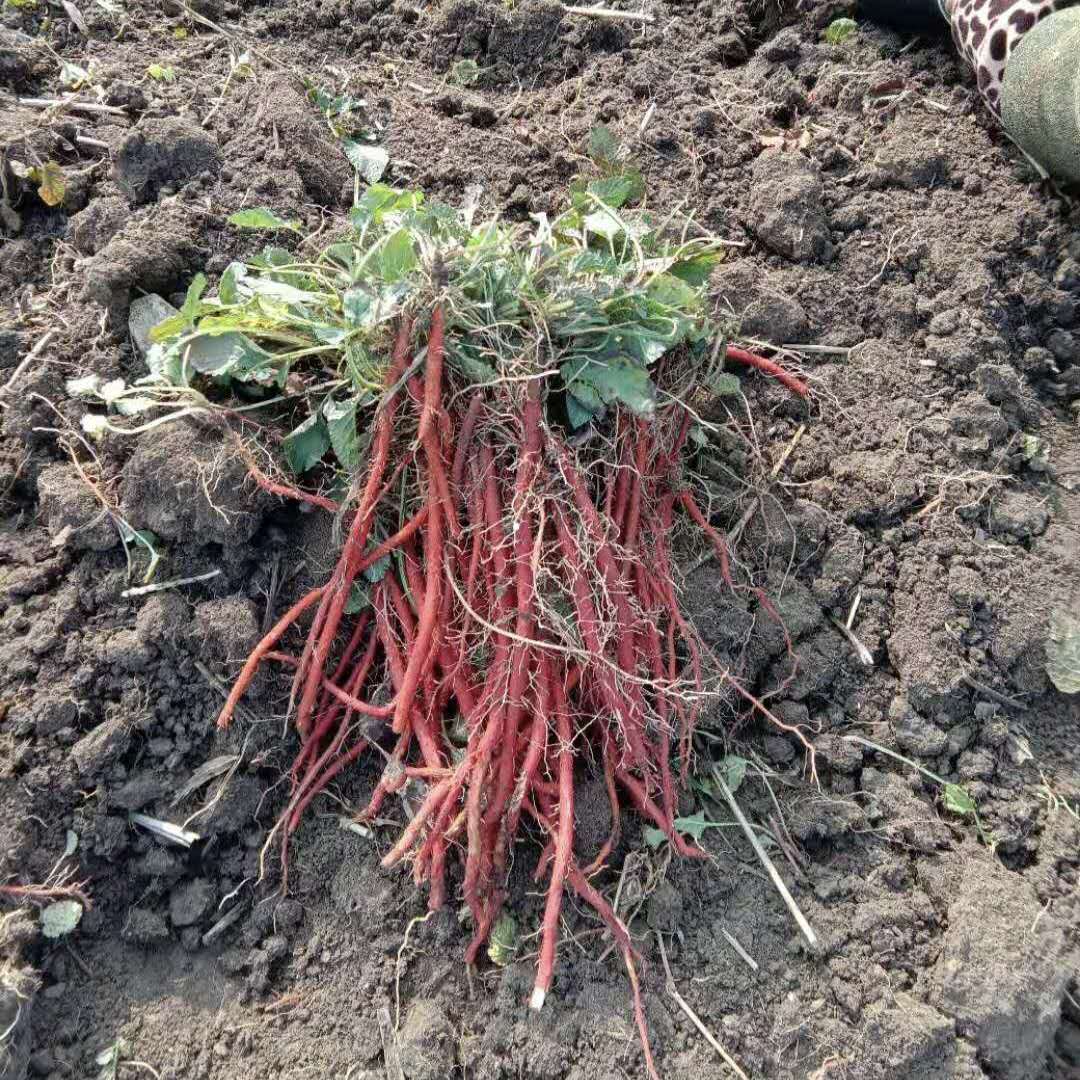 紫丹参种植技术丹参种苗怎么种植