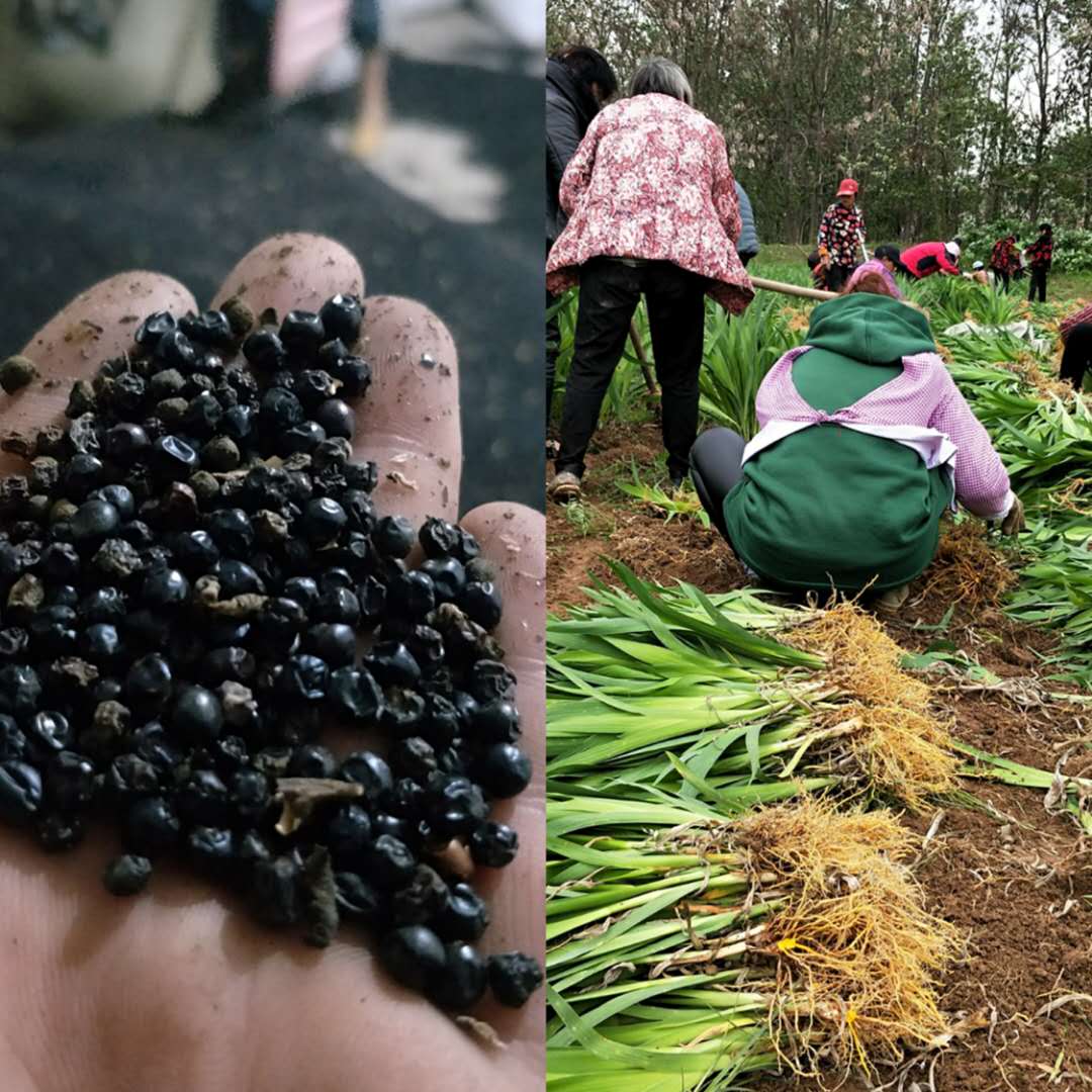 中药材射干苗子价格射干幼苗那里有卖