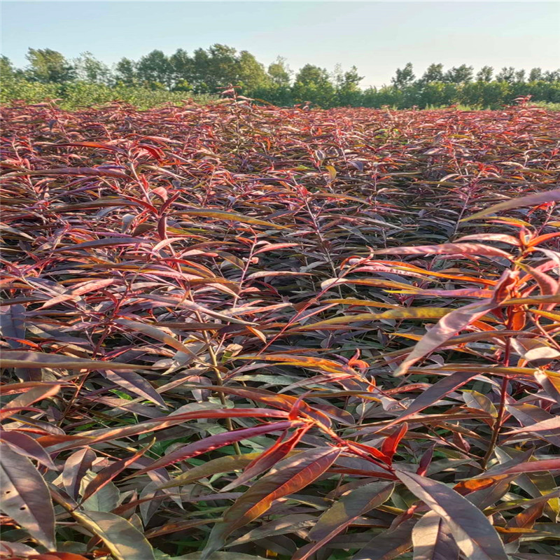 基地批发红叶冬桃苗当年结果,紫叶桃树苗晚熟浓甜