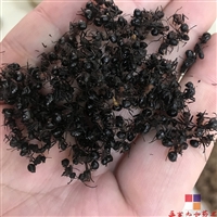 中药材蚂蚁价格 黑蚂蚁批发