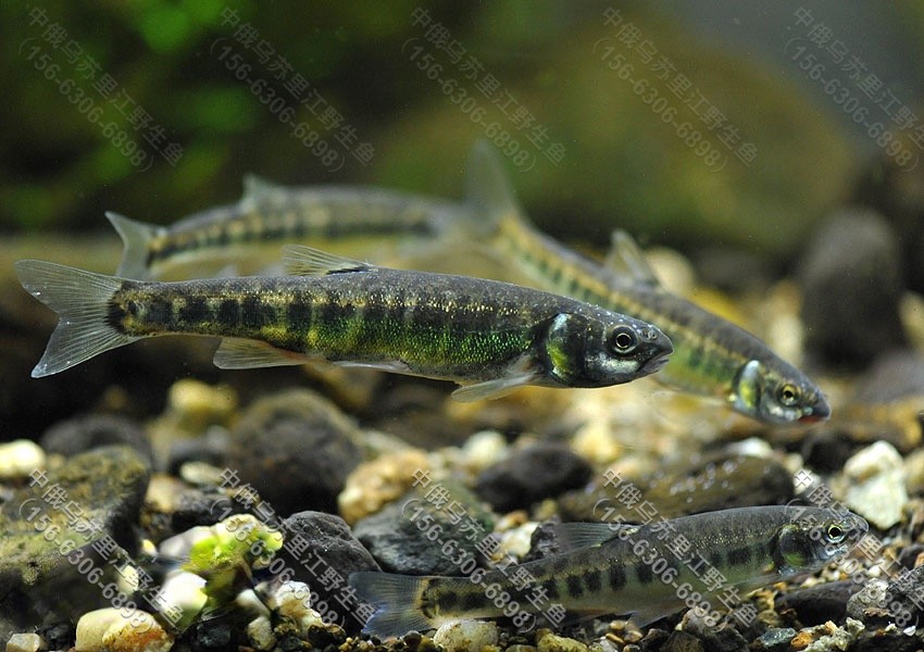 柳根鱼价格黑龙江批发养殖柳根鱼沈阳柳根鱼批发多钱一斤