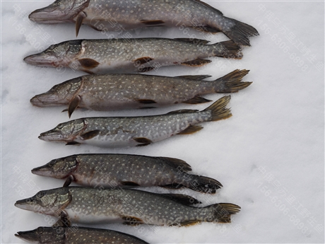 大量供应布尔津狗鱼布尔津狗鱼市场价格布尔津狗鱼进货渠道