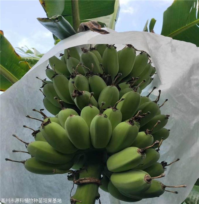 广东批发金粉粉蕉苗 站北区广粉香蕉苗 粉蕉苗广东苗圃基地 长期供应