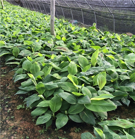 苗场直发威廉斯香蕉苗香蕉粉蕉组培苗金粉1号组培蕉苗基地发货