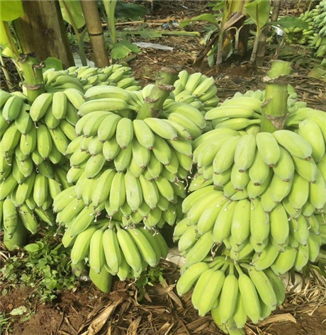 和庆镇金粉1号香蕉苗现货桂蕉香蕉苗南天黄香蕉苗