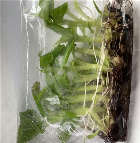 眉山供应威廉斯香蕉苗红香蕉苗巴西香蕉组培苗