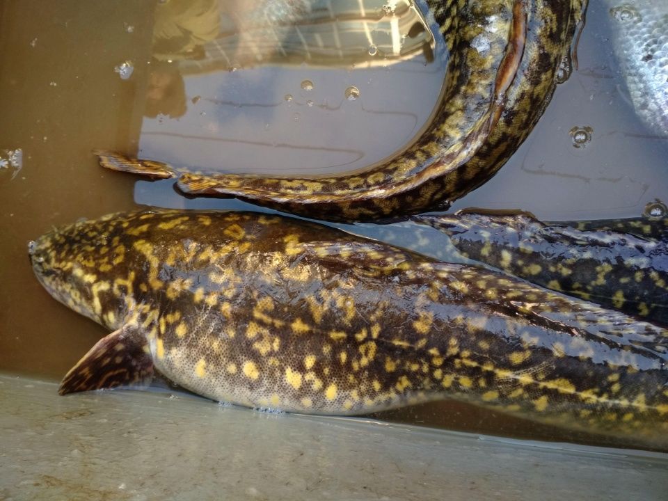 松花江江鳕鱼销售公司,松花江江鳕鱼的价格,松花江江