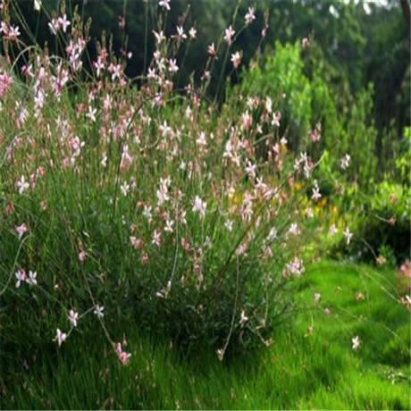 山桃草青州山桃草山桃草基地山桃草小苗山桃草杯苗价格