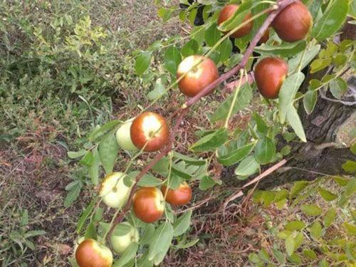 江苏泰州市扁枣树苗品种简介