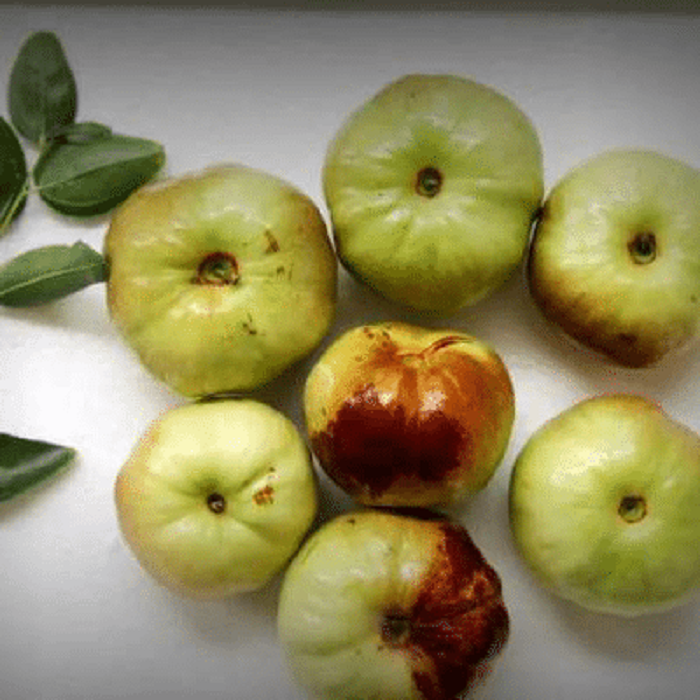 浙江湖州市扁枣树苗品种简介