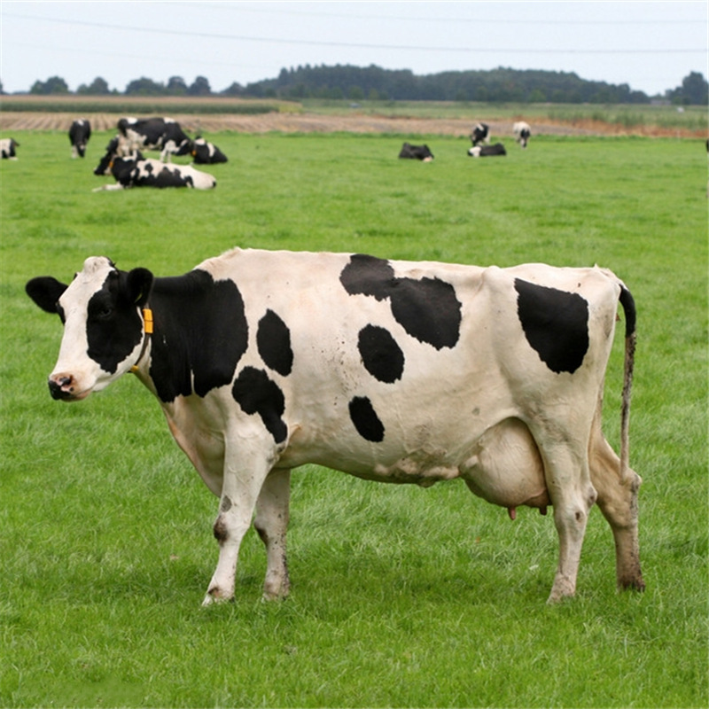 夏洛莱牛犊 贵州种牛出售 高产奶牛