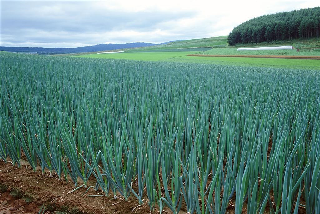 芸多乐大葱增产产品大葱长得快