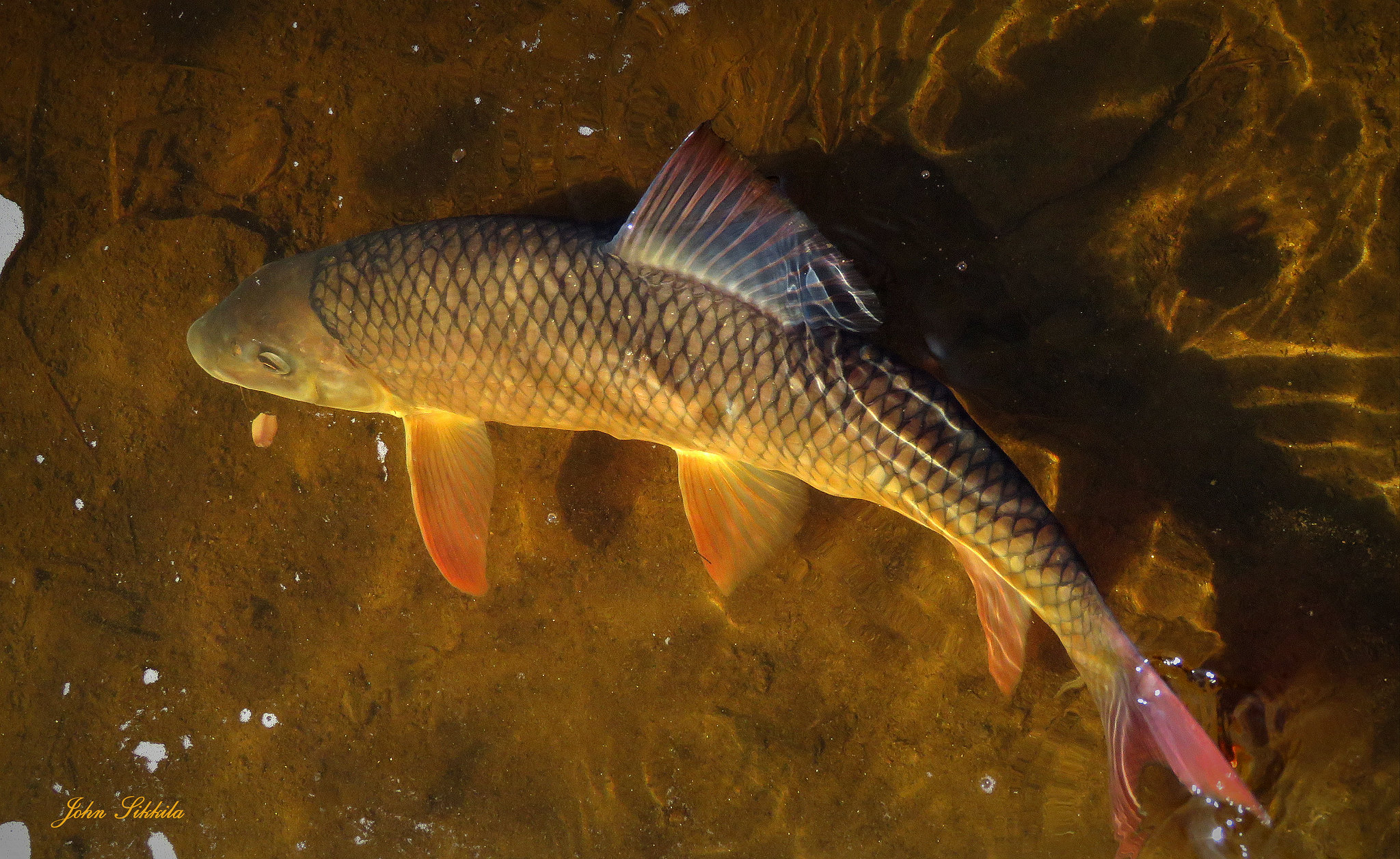 鸭绿江虫虫鱼批发零售鸭绿江虫虫鱼供应商鸭绿江专卖店