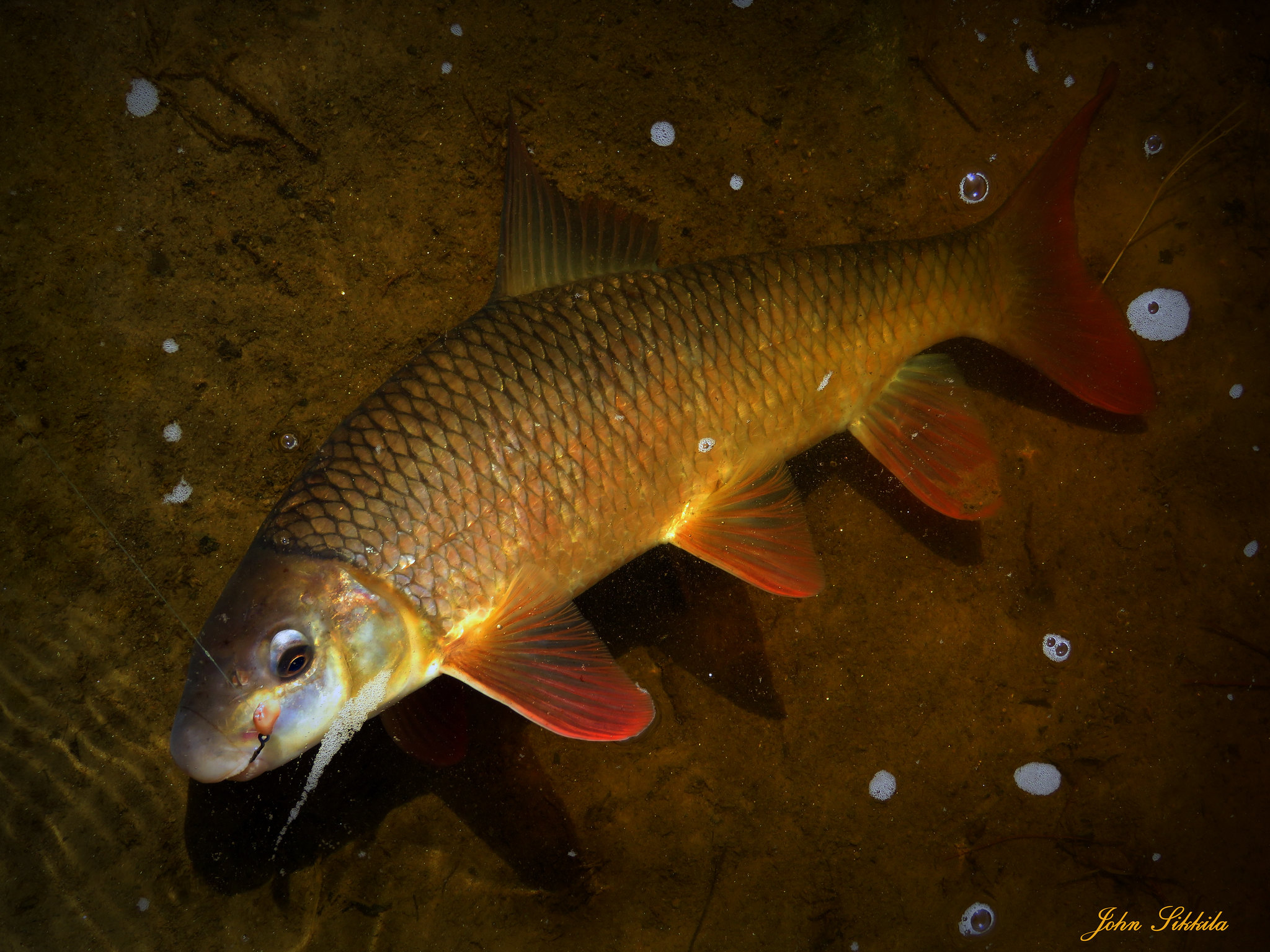 鸭绿江虫虫鱼批发零售鸭绿江虫虫鱼供应商鸭绿江专卖店