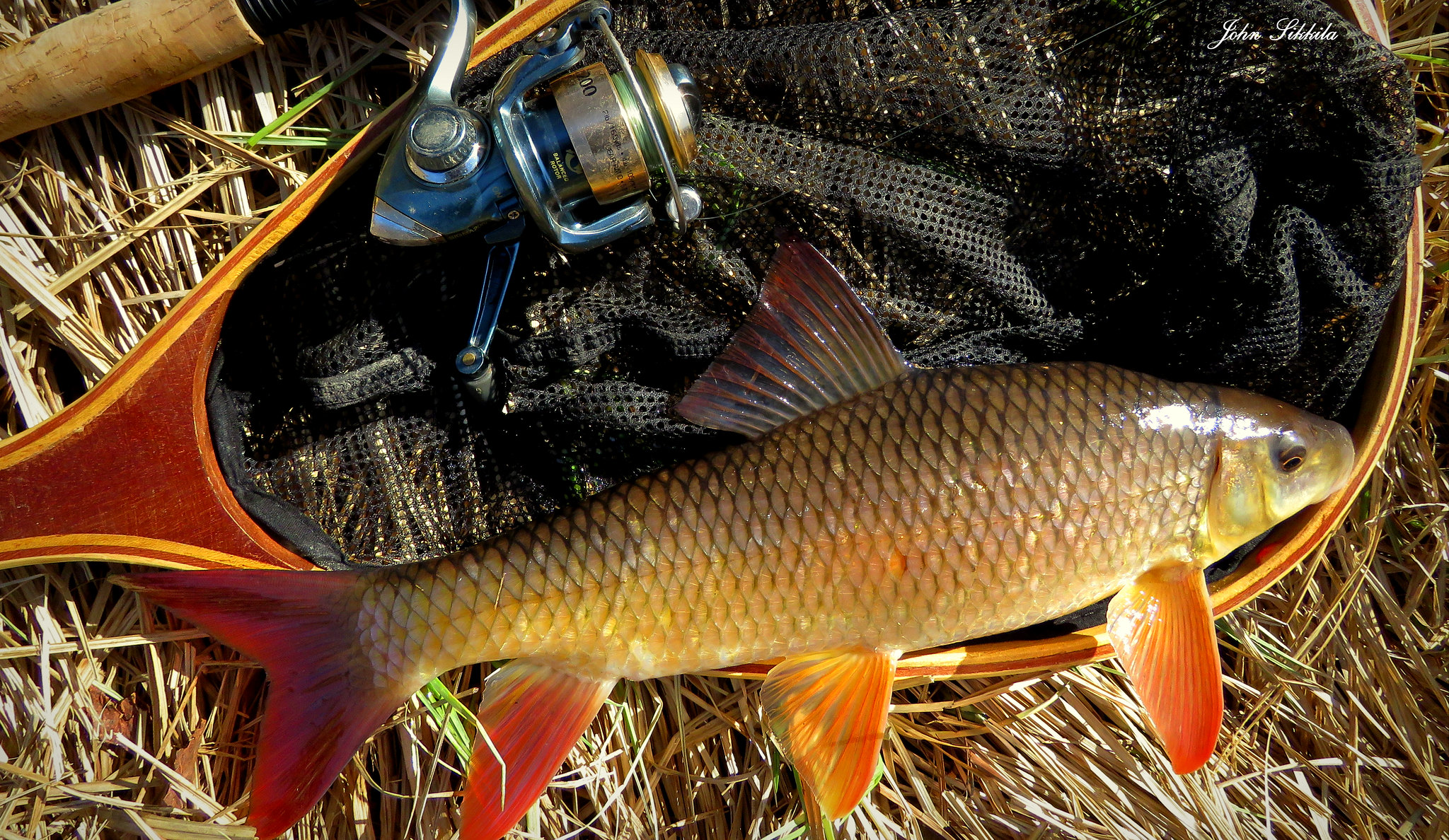 鸭绿江虫虫鱼批发零售鸭绿江虫虫鱼供应商鸭绿江专卖店