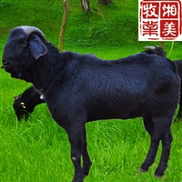 云南楚雄黑山羊养殖  贵州玉屏客户引进湘美黑山羊种羊81头