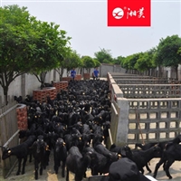 湖南湘美黑山羊养殖基地  湘美黑山羊新品种，深受养殖户喜爱