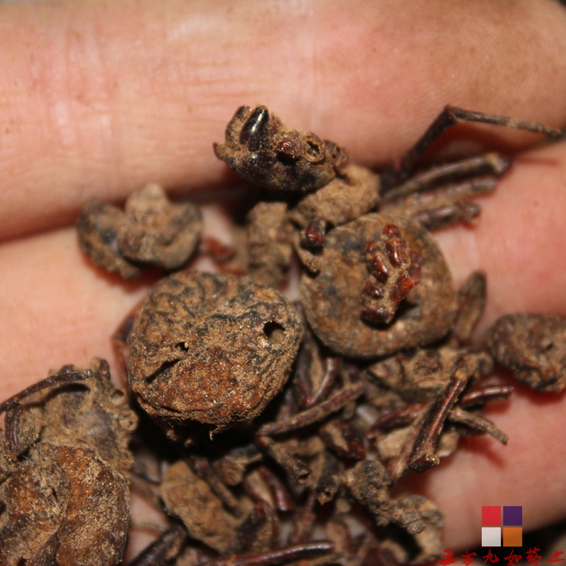 中药材蜘蛛价格 蜘蛛功效 批发商 可代打粉