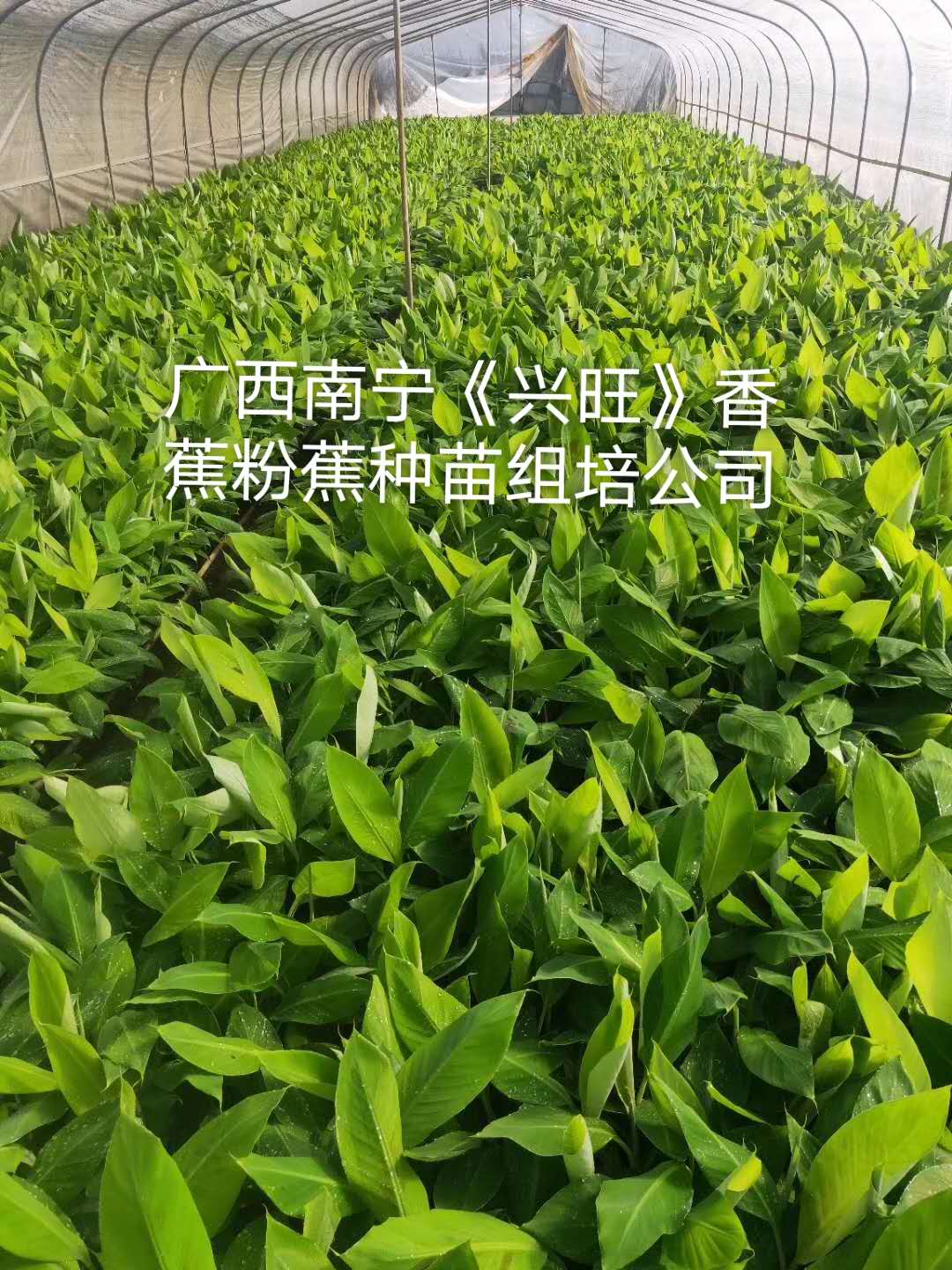 广西农科院桂蕉6号桂蕉1号金粉1号矮粉蕉苗广粉蕉苗