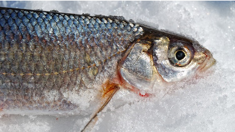 板黄鱼大多生活在江河,湖泊,水库等宽广自然水域的底