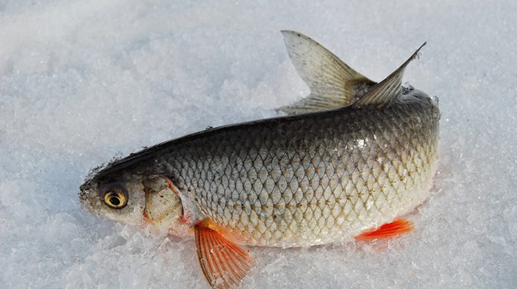 板黄鱼大多生活在江河,湖泊,水库等宽广自然水域的底