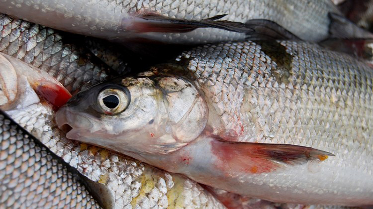 板黄鱼大多生活在江河,湖泊,水库等宽广自然水域的底