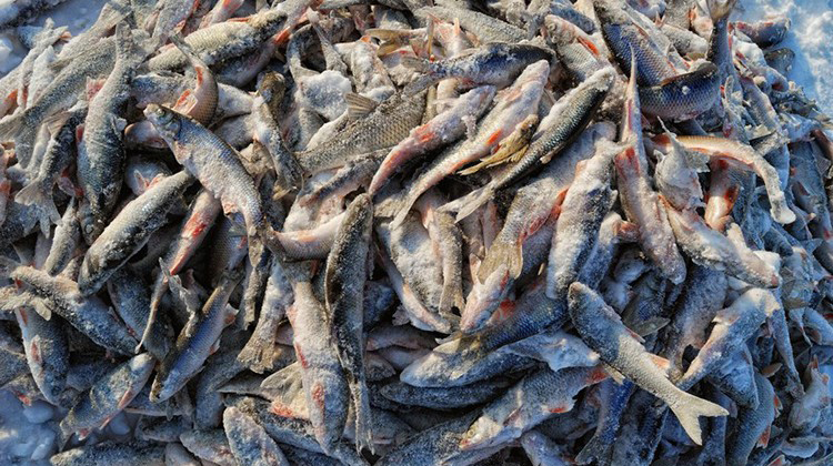 黑龙江板黄鱼批发零售,黑龙江板黄鱼市场价格