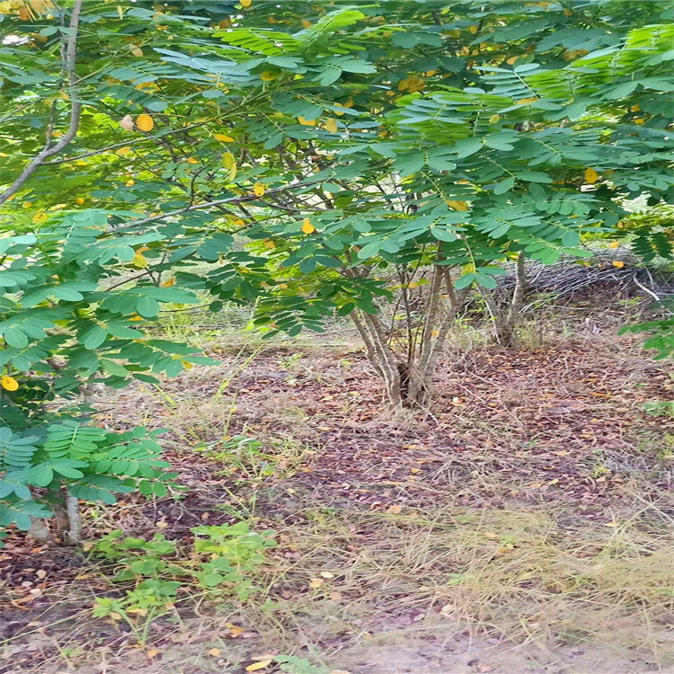 移植黄花槐树报价 黄花槐价格 黄花槐批发 福建精品黄花槐树