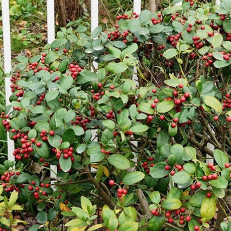 【美国摩特矮象草种茎批零】价格,厂家,构骨-搜了网