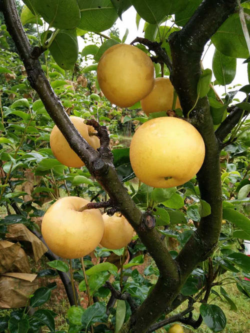 重庆彭水苗族土家族自治县早生喜水梨品种简介