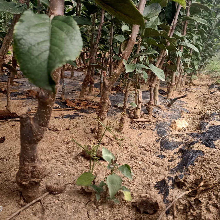 爱妃苹果苗订金发货爱妃苹果苗发货快亿森管理方法